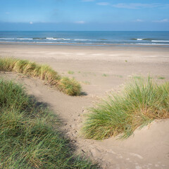 dunes with marram grass and north sea beach in the netherlands