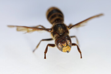 The Asian hornet, also known as the yellow-legged hornet or Asian predatory wasp on a white background