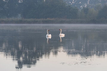 Piękny jesienny wschód słońca nad stawami, Polska, Czechowice Dziedzice  © Elżbieta Kaps