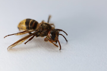 The Asian hornet, also known as the yellow-legged hornet or Asian predatory wasp on a white background
