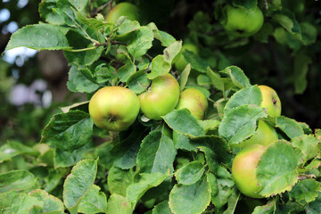 Closeup of a branch of ripe apples in Autumn, Powys Wales
