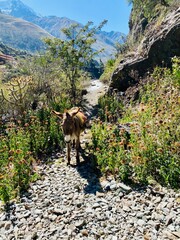 Donkey in the Andes