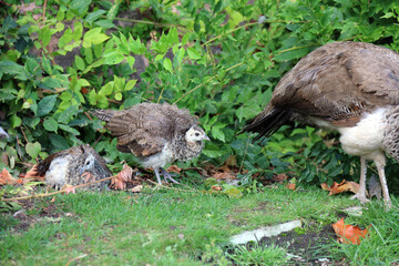Closeup of Peacock chicks, Powys Wales