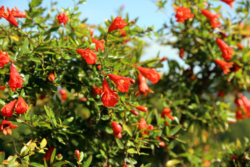 Sunlit Pomegranate flowers, Powys Wales
