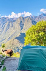 Llama and tent in the mountains