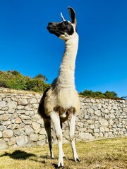llama in Peru