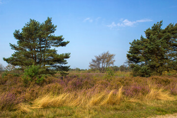Heathland in National Park Maasduinen in the Netherlands