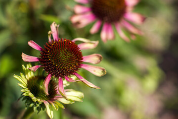 echinacea - coneflowers in the garden - soft focus