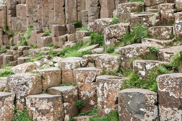 Detailed view of the hexagonal basalt stones at Giant Causeway, Northern Ireland, showcasing natural textures and plant life thriving among the rocks