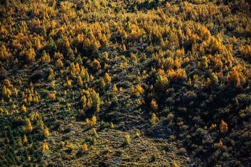 Golden trees on the slopes in autumn