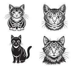 Fototapeta premium cat