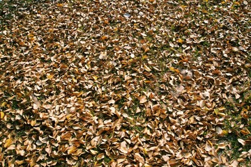 An abstract view of the yellow dried leaves on the floor in the park
