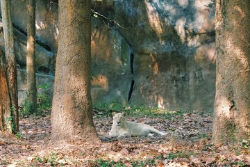 A white lion is sitting alone in the forest
