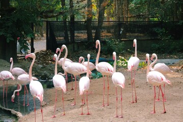 A group of lively flamingo stays together by the pond