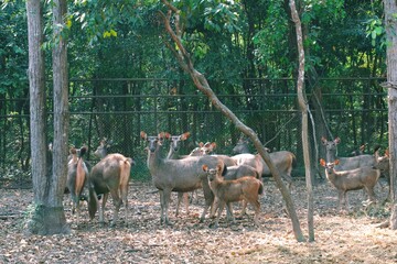 A monkey orangutan is hanging on the tree alone in the forest