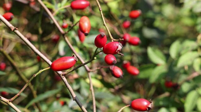 Autumn rosehip bush with fruits - Rosa canina