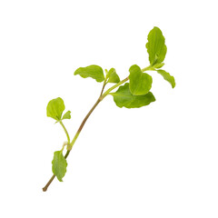 Fresh green wild benghal dayflower leaves branch isolated on transparent backgroun