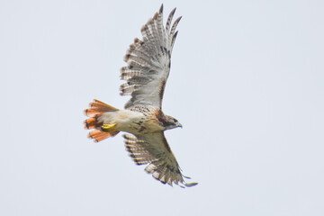 Fototapeta premium Red tail hawk