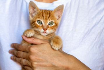 red striped little kitten in the hands of a woman. A happy cat loves to be petted. Curious little kitten looks at you