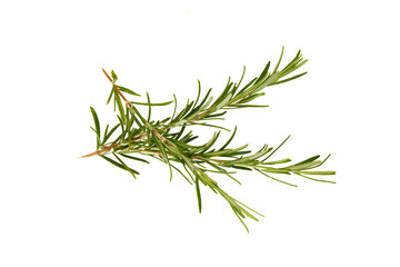 rosemary twigs isolated on white or transparent png © David Kreuzberg