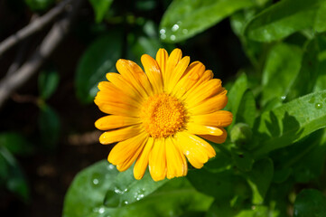 Margarita con gotas de agua