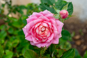 Rosa de color rosa en el jardín después de la lluvia.