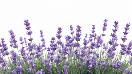 Naklejka premium Lavender sprigs with light purple flowers, zoomed-in against a white background