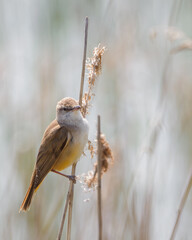 Small bird perched bird in reed in spring. The great reed warbler (Acrocephalus arundinaceus). LAke Dratow. Leczynsko-Wlodawskie Lake District. Poland.