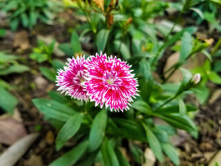 Obraz premium A cluster of pink wildflowers in the park