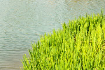 Obraz premium Fresh green grass by the lake