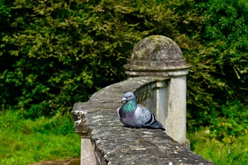 Closeup of a pigeon sitting on a stone bridge against green background, summer, England, UK