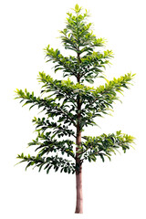 Fototapeta premium Tree on transparent background, realistic tree with green leaf branch bush stand alone isolate and beautiful light in day time die cut png file for graphic and decorate design resource