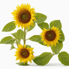 Fresh sunflower with leaves, isolated on a white background
