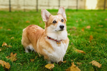 beautiful corgi dog in the autumn park
