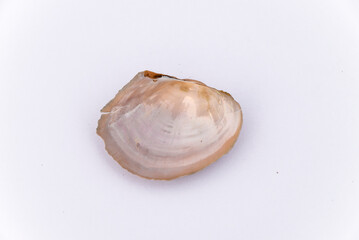 Shells isolated on a white background, types of seashells, isolated beach shells with place to copy and write, summer, beach, sea and holiday backgrounds, brown Scallop shells, top view.