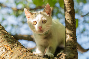 Closeup shot of white kitten climbing on a garden tree branch