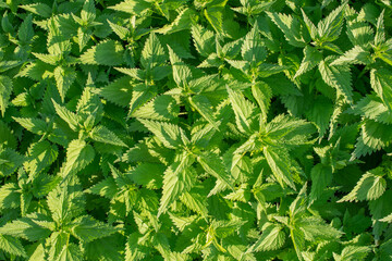 Green texture of nettle. Stinging nettle leaves for background