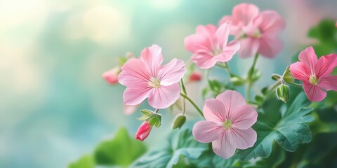 Naklejka premium Close-Up of Geranium Flowers and Leaves