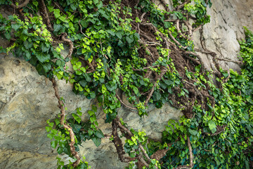 stone wall with climbing ivy. decorative landscaping.