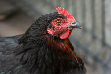 Closeup headshot of black feather hen isolated on blurred farm background