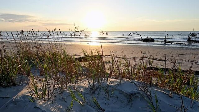 Beachgrass at sunrise of the beach