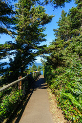 Fototapeta premium Looking through the Trees on the Path at Cape Meares Oregon