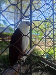 A close-up of a caged eagle, gazing with its head tilted as if 'saying hello.' Captures the contrast between power and confinement, perfect for wildlife and symbolic photography needs.