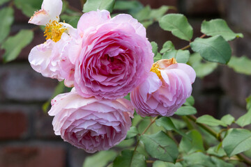 Shrub rose with numerous delicate pink flowers