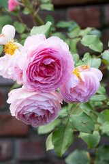 Shrub rose with numerous delicate pink flowers