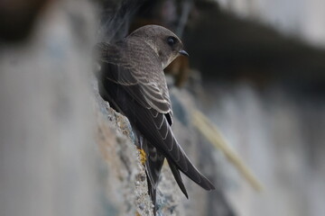 sand martin on a break