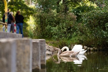 Łabędź i jego młode pływające po stawie © Piotr