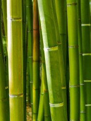 Fototapeta premium Bamboo background, taken in the botanical garden in Pisa, Italy.