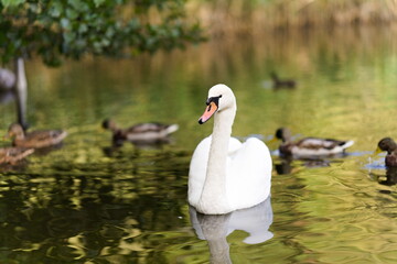 biały łabędź pływający po spokojnej wodzie © Piotr