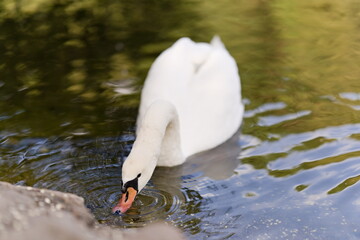 biały łabędź pływający po spokojnej wodzie © Piotr